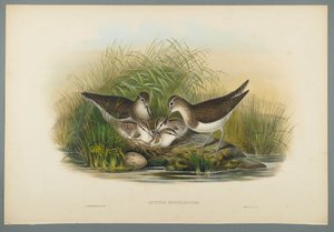Summer Snipe by John Gould