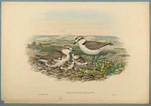Kentish Plover