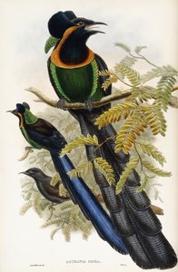 Arfak Astrapia by John Gould