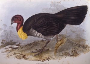 Australian brush-turkey (Alectura lathami), Engraving by John Gould