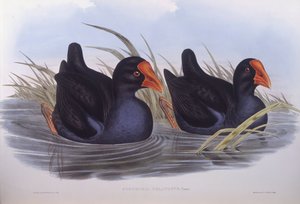 Australian swamphen (Porphyrio melanotus), Engraving by John Gould by John Gould