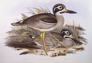 Beach Thick-Knee (Esacus magnirostris), Engraving by John Gould