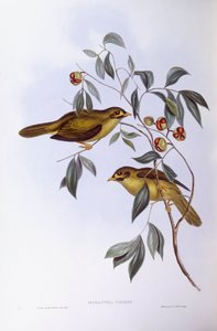 Bell Miner (Manorina melanophrys), Engraving by John Gould by John Gould
