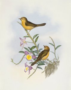 Black-Chinned Babbler (Stachyris pyrrhops), Engraving by John Gould by John Gould