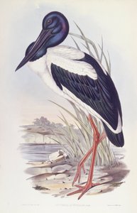 Black-necked stork (Ephippiorhynchus asiaticus), Engraving by John Gould by John Gould