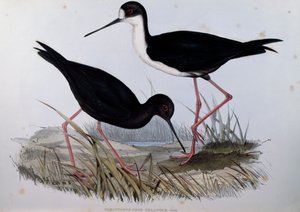 Black Stilt (Himantopus novaezelandiae), engraving from Birds of Australia by John Gould