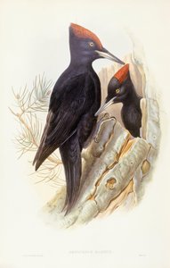 Black woodpecker (Dryocopus martius), Engraving by John Gould by John Gould