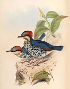 Blue Pitta Pitta cyanea Blyth by John Gould