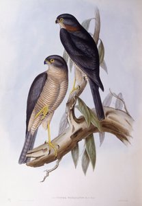 Brown dipper (Cinclus pallasii), Engraving by John Gould