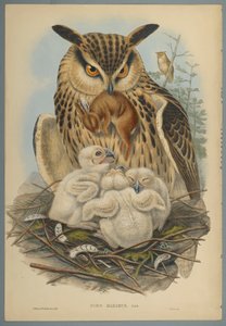 Owl by John Gould