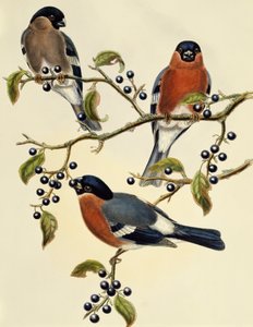 Bullfinch (Pyrrhula pyrrhula), engraving by John Gould, United Kingdom by John Gould