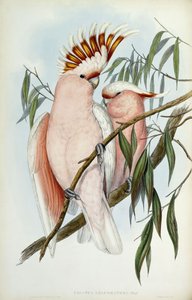 Cacatua Leadbeateri