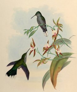 Campylopterus latipennis by John Gould