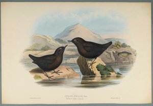 Pallas Water Ouzel by John Gould