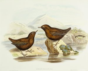 Collared sparrowhawk (Accipiter cirrocephalus), Engraving by John Gould