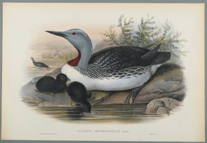 Red Throated Diver by John Gould