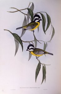 Crested shriketit (Falcunculus frontatus), Engraving