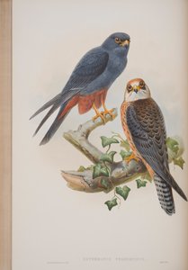 Erythropus Vespertinus, Plate from The Birds of Great Britain by John Gould, Published 1862-73