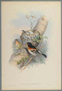 Bramblefinch by John Gould