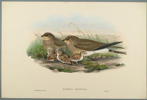 Common Pratincole