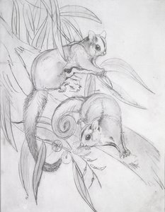 Gliding Possums
