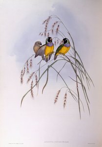 Gouldian finch (Chloebia or Erythrura gouldiae), Engraving by John Gould by John Gould