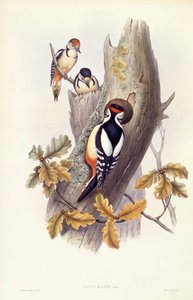 Great spotted woodpecker (Dendrocopos major), Engraving by John Gould by John Gould