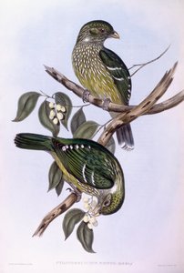 Green catbird (Ailuroedus crassirostris), Engraving by John Gould