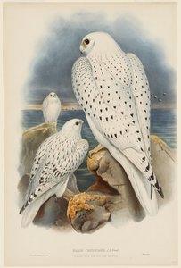 Greenland Falcon by John Gould