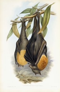 Grey-Headed Flying Fox