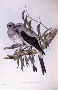 Ground cuckooshrike (Coracina maxima), Engraving by John Gould