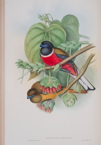 Harpactes Fasciatus, plate from The Birds of Great Britain by John Gould