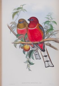 Harpactes Hodgsoni, plate from The Birds of Great Britain by John Gould