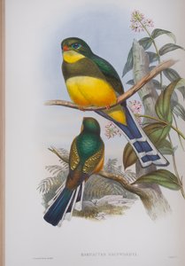 Harpactes Reinwardti, plate from The Birds of Great Britain by John Gould