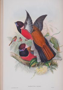 Harpactus Diardi, plate from The Birds of Great Britain by John Gould