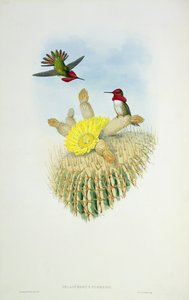 Humming Bird, engraved by Walter and Cohn by John Gould