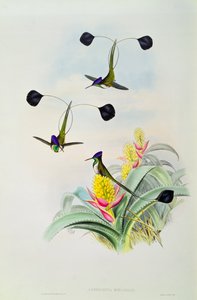 Hummingbird (engraved by Walter and Cohn)