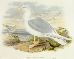 Iceland gull (Larus glaucoides), Engraving