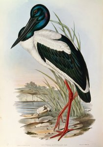 Illustration from John Gould