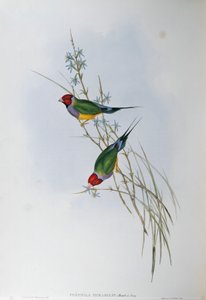 Illustration from John Gould