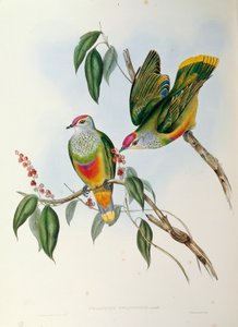 Illustration from John Gould