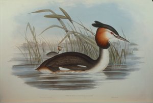 Illustration from John Gould