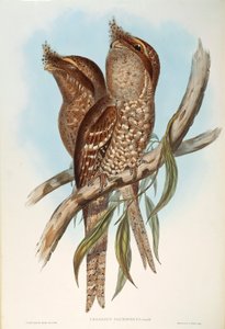 Illustration from John Gould