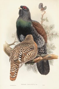 Illustration from John Gould