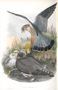 Illustration of Falco Aesalon (Merlin)