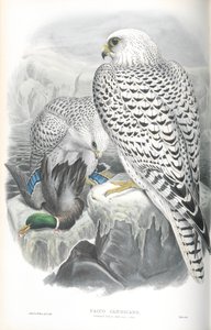Illustration of Falco Candicans (Greenland Falcon Dark Race) by John Gould