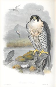 Illustration of Falco Peregrinus (Peregrine Falcon) by John Gould