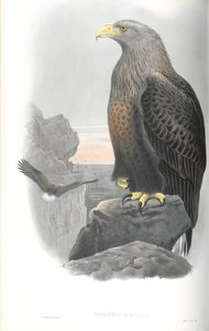 Illustration of Haliaetus Albicilla (Sea-Eagle) by John Gould