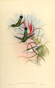 Illustration of Heliothrix phainolaema (hummingbird) on Tillandsia bulbosa (bromeliad) by John Gould