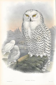 Illustration of Nyctea Nivea (Snowy Owl) by John Gould